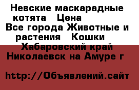 Невские маскарадные котята › Цена ­ 20 000 - Все города Животные и растения » Кошки   . Хабаровский край,Николаевск-на-Амуре г.